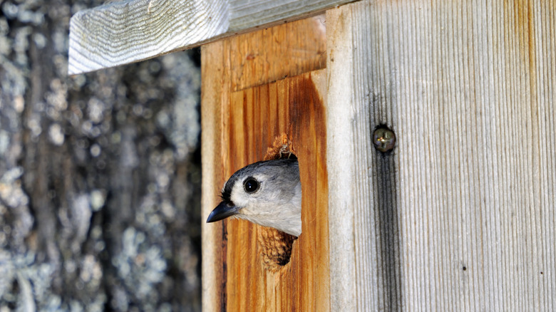 A small bird peeking its head out of the entrance hole of a wooden birdhouse.