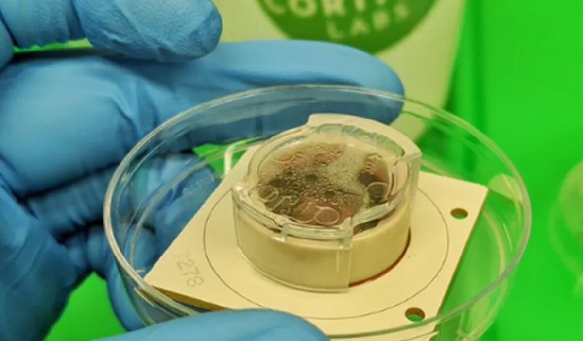 A high-density CMOS microelectrode array used for recording and stimulating neural tissue in a biological computing system.