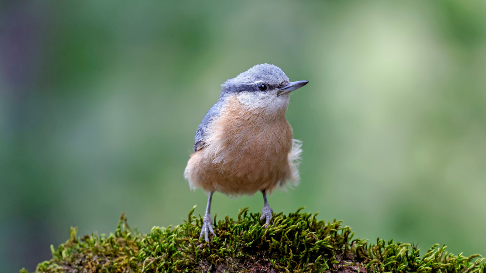 5 Best Bird Watching Gadgets: 2026 Smart Gift Guide