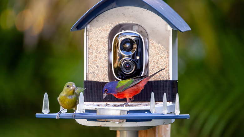 A smart bird feeder with an integrated camera capturing a bird up close while it feeds on seeds.