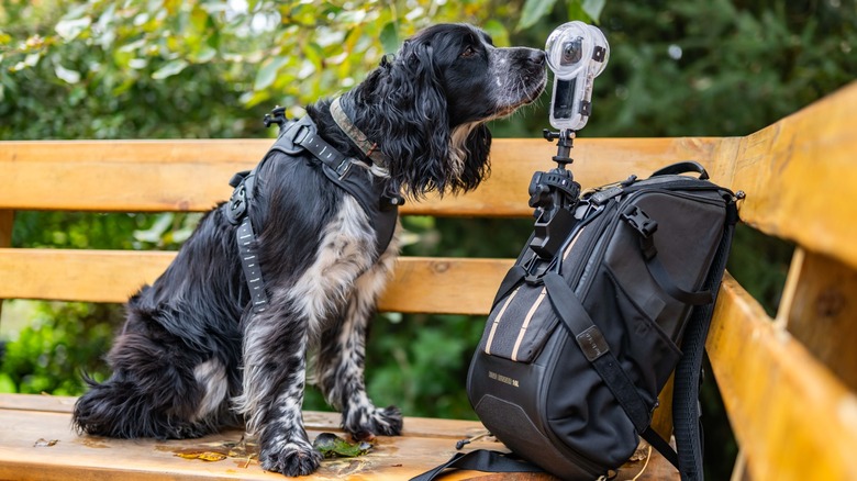 An Insta360 X5 secured inside the invisible dive case with a dog in the background.